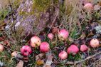 image_16722